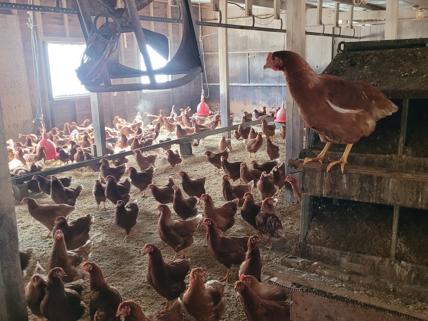 RI REDS: Nearly 20,000 chickens reside at Baffoni Poultry Farm in Johnston. Of those birds, nearly 8,000 egg-laying Rhode Island Red hens produce nearly 4,000 eggs daily.